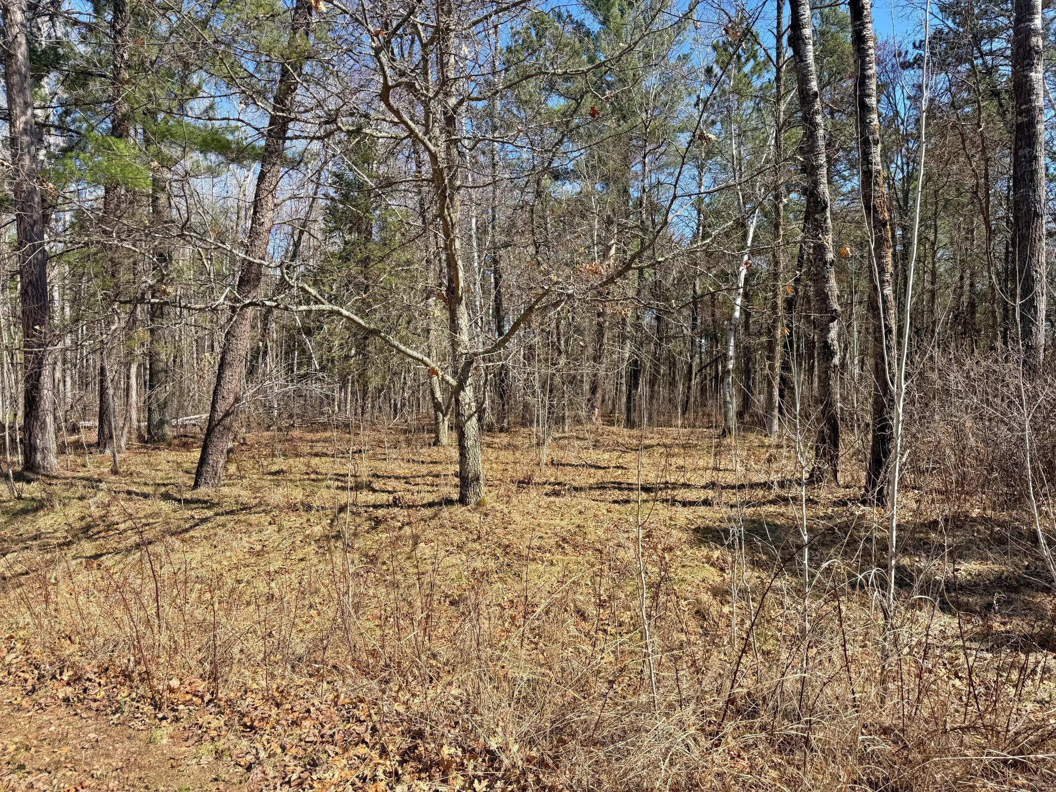 Clearing for camp site.jpg