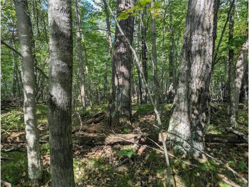 L23 B32 Shady Trail, Breezy Point, MN 56472