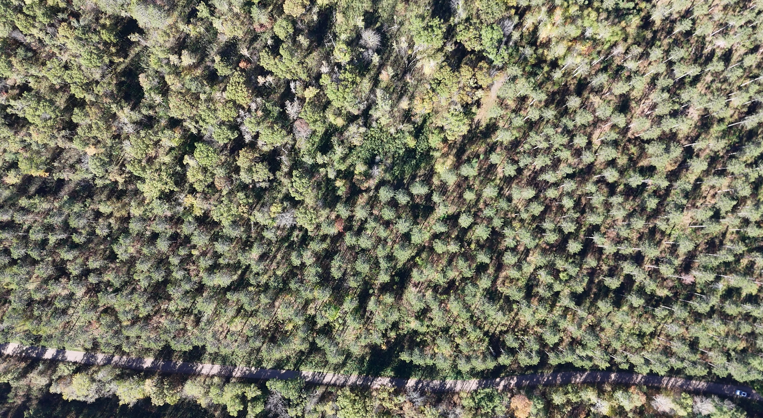 Heavily wooded areas perfect for hunting or privacy