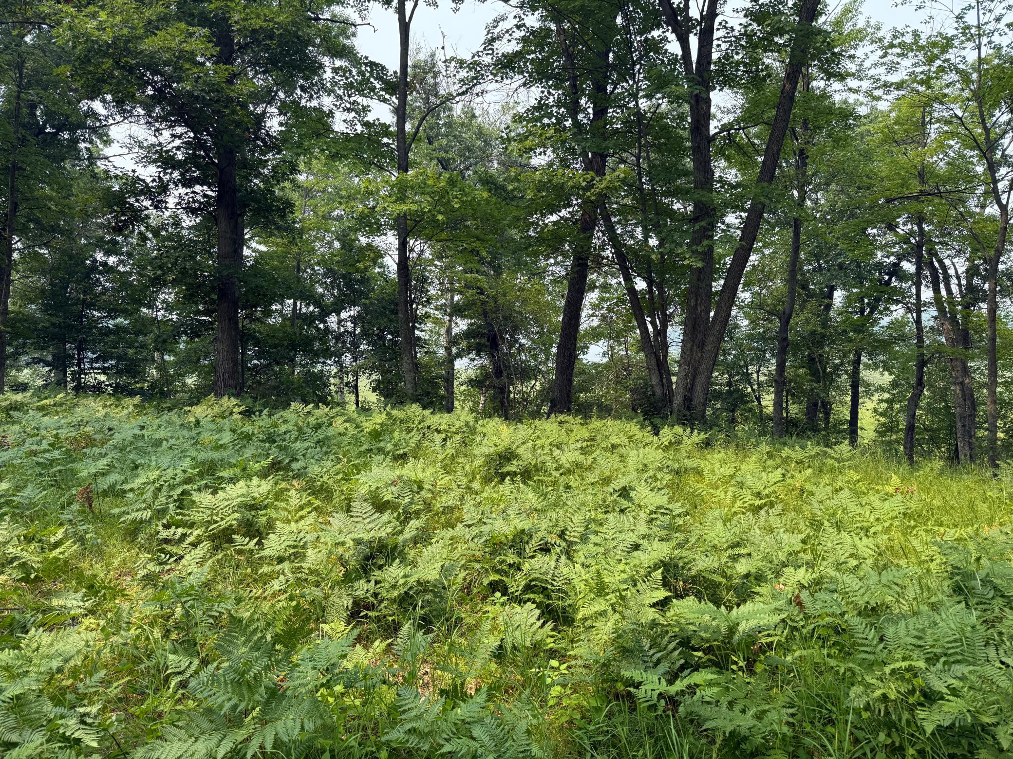 Gorgeous mix of mature trees and open spaces, high and low ground, with plenty of great spaces to build, hunt, or enjoy!