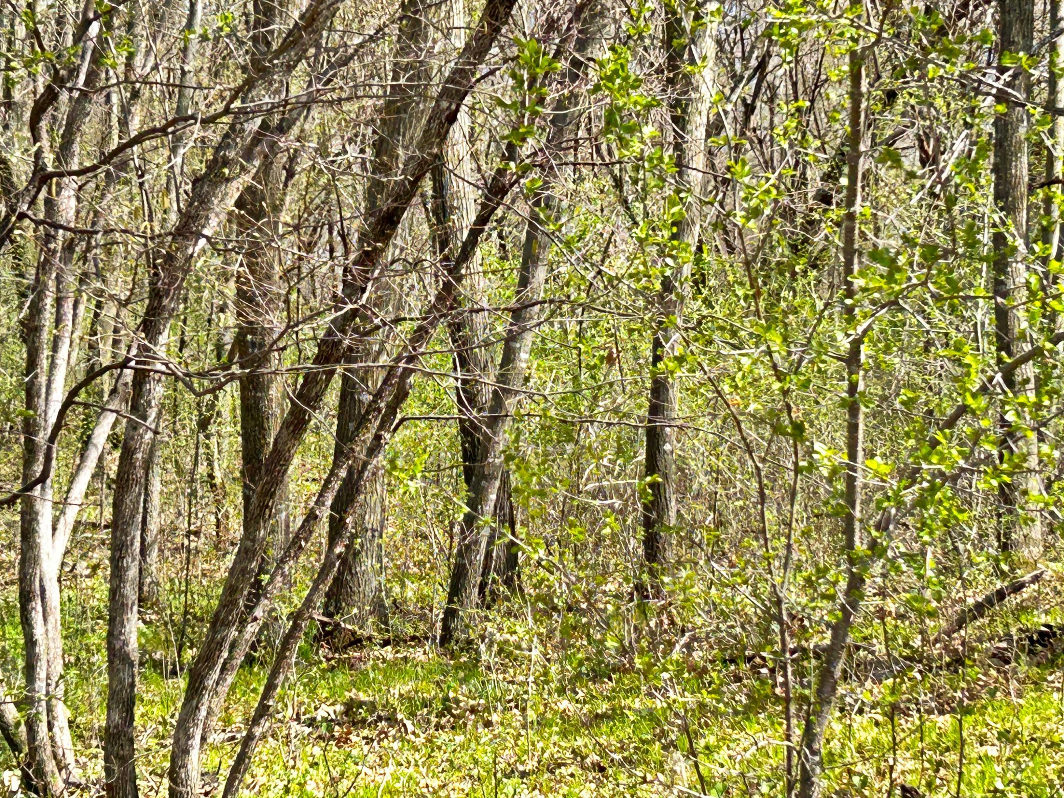 This beautifully wooded lot provides ample viewing of the areas abundant wildlife and serene beauty.