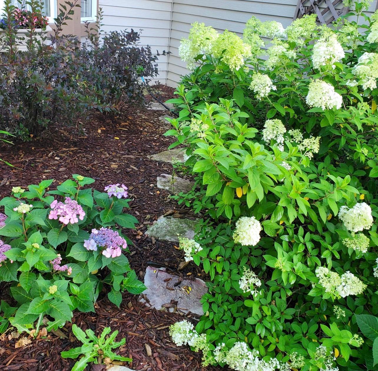 Beautiful perennials-credit seller for photo