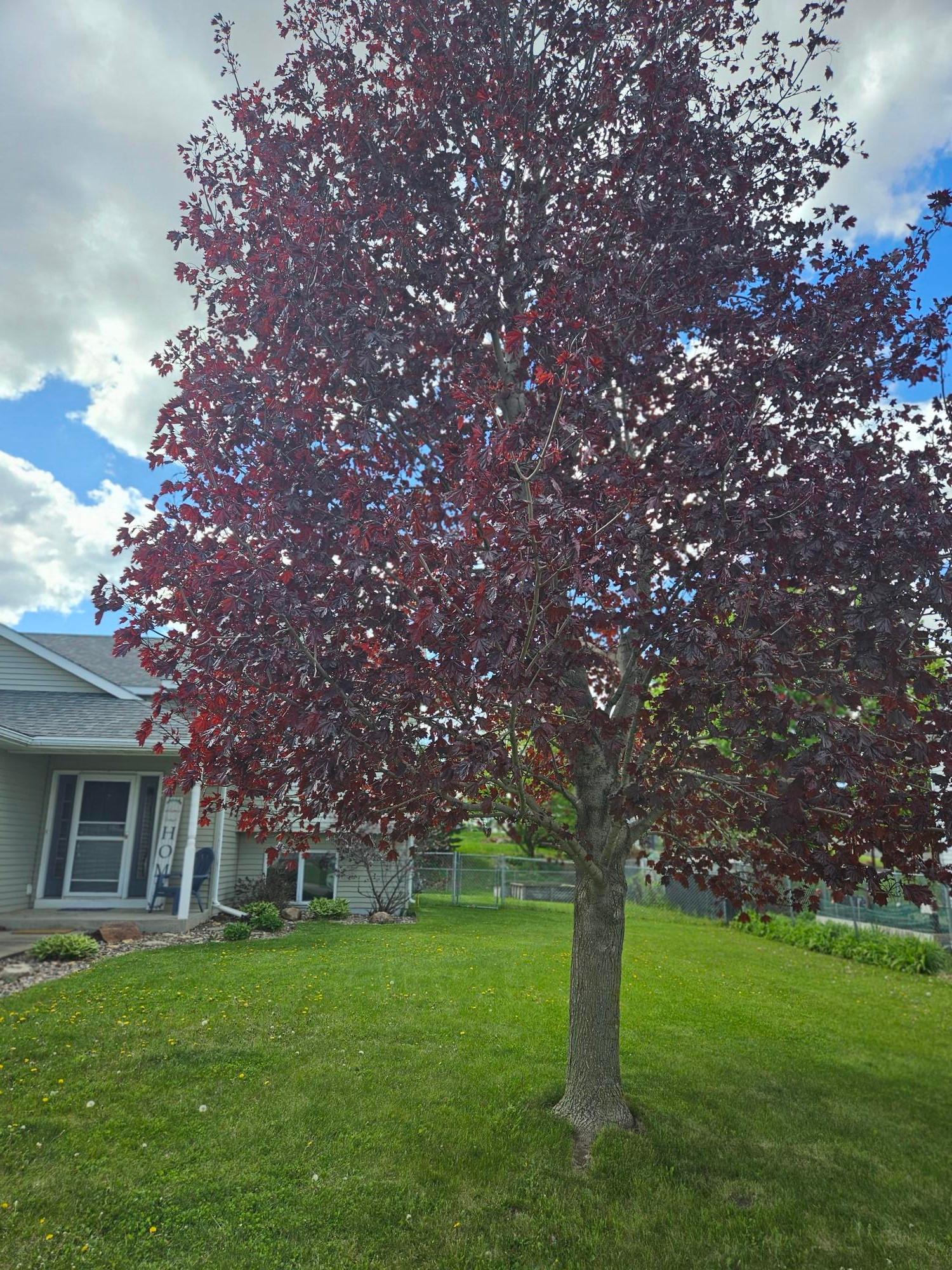 Great Red Maple Tree in front yard