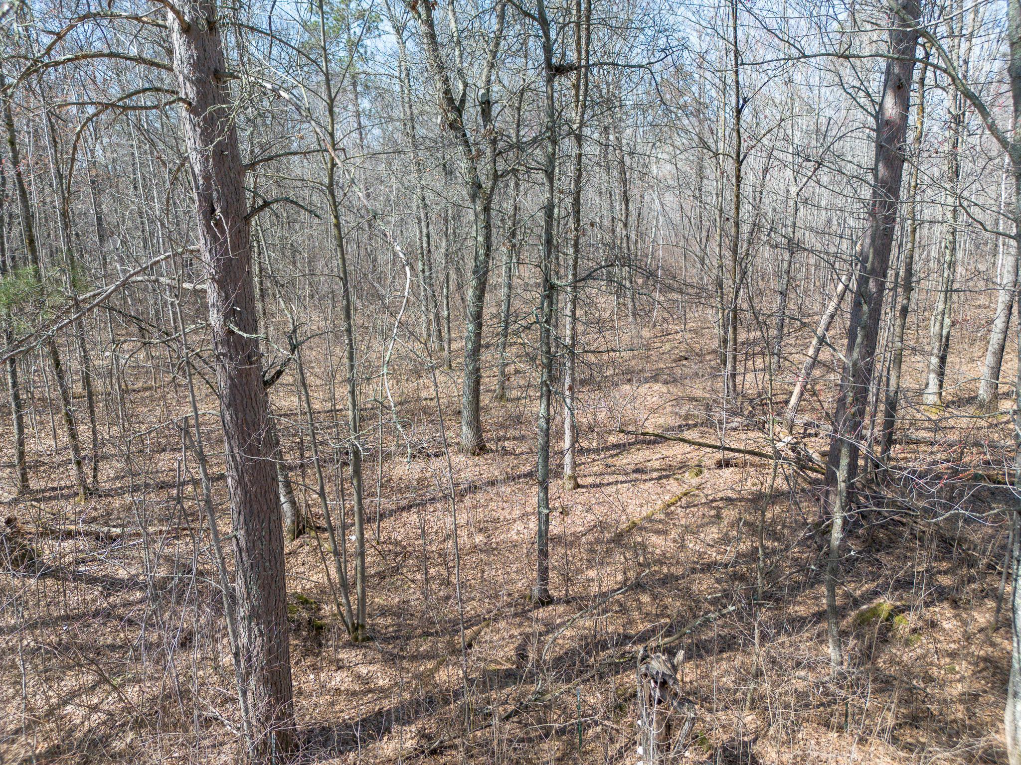 Nice pines and very large oak trees. Lots of acorns to feed the wildlife.