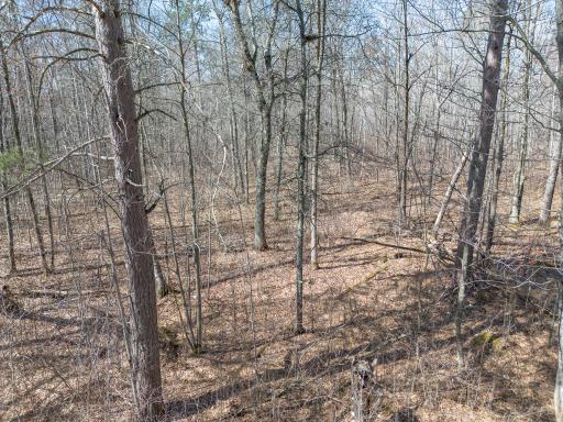 Nice pines and very large oak trees. Lots of acorns to feed the wildlife.