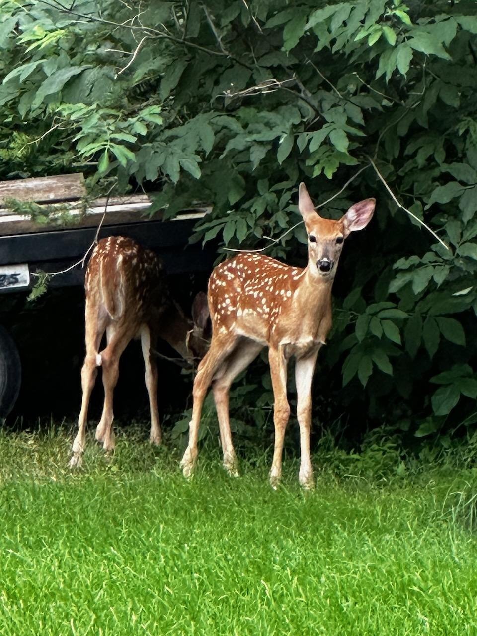 40Fawns.jpeg