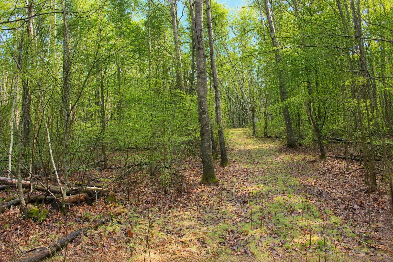 Trail