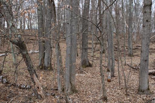 TBD St. Moritz Boulevard, Breezy Point, MN 56472
