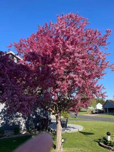 Front yard plum tree in bloom