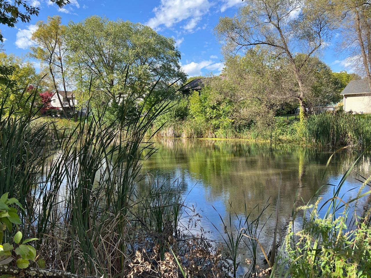Pond view from the backyard