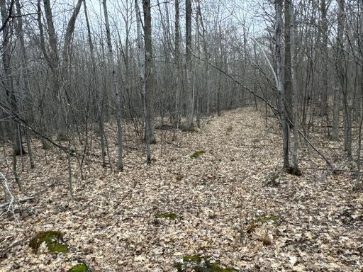 TBD Barrett Trail, Trego, WI 54888