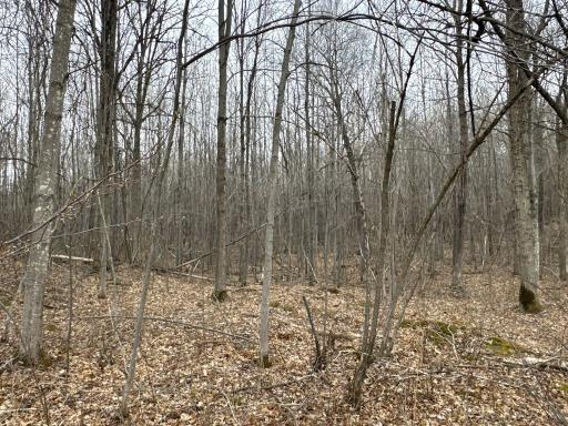 TBD Barrett Trail, Trego, WI 54888