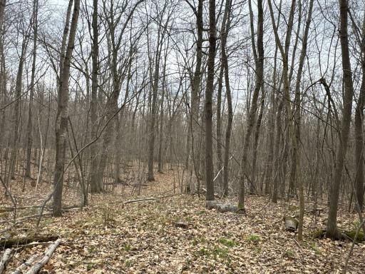 TBD Barrett Trail, Trego, WI 54888