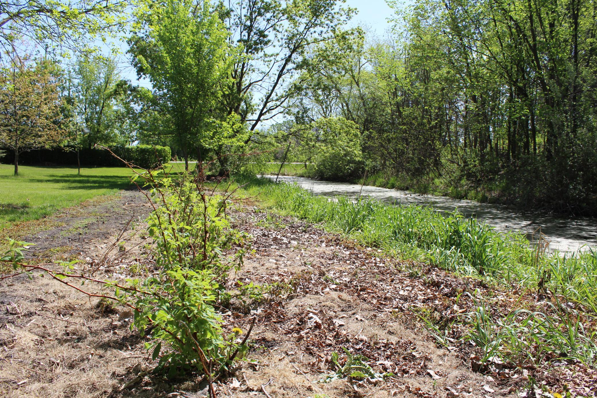 Enjoy raspberries from the row of established plants!