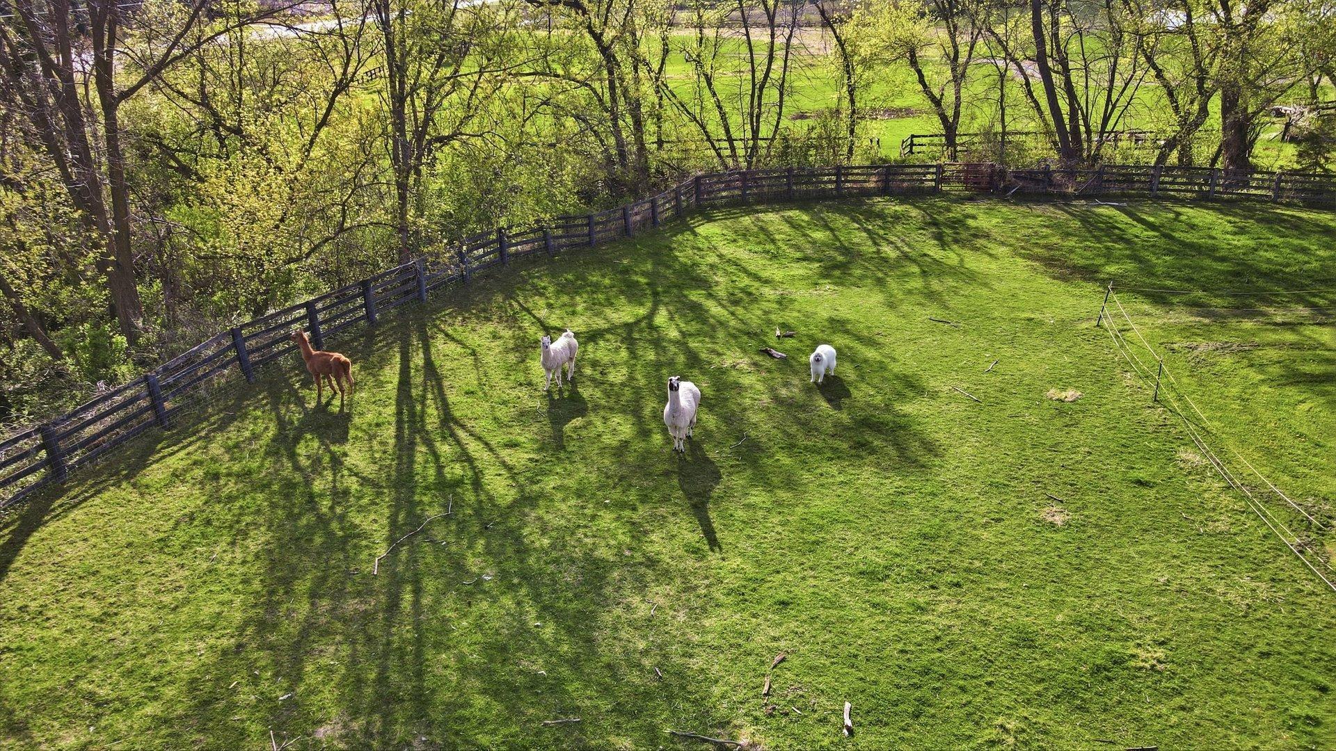 Llamas