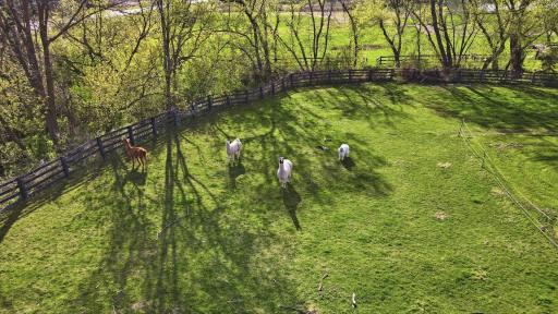Llamas