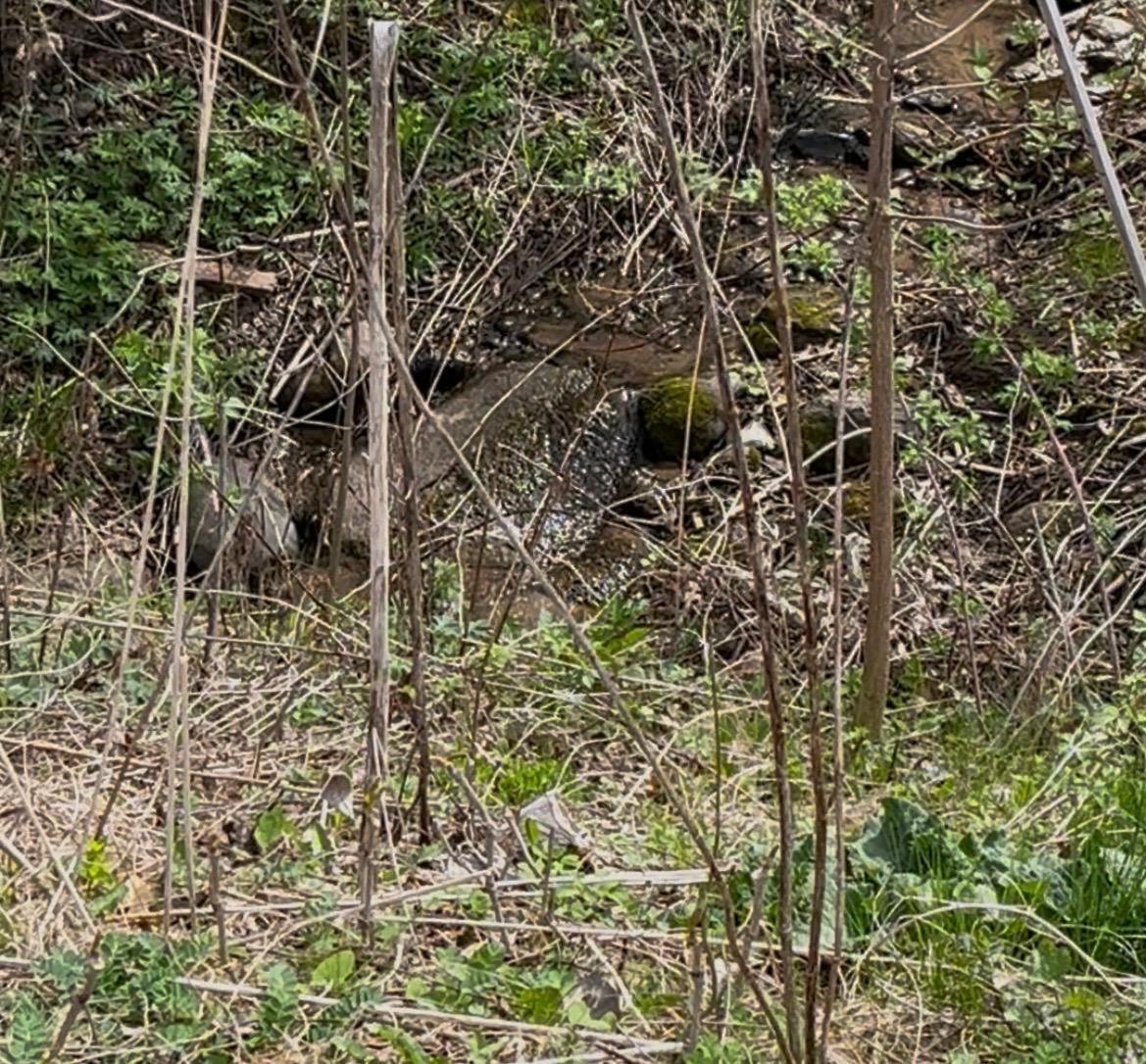 This photo shows the small ravine/creek accessible from the property (though the grade is steep and heavily treed.
