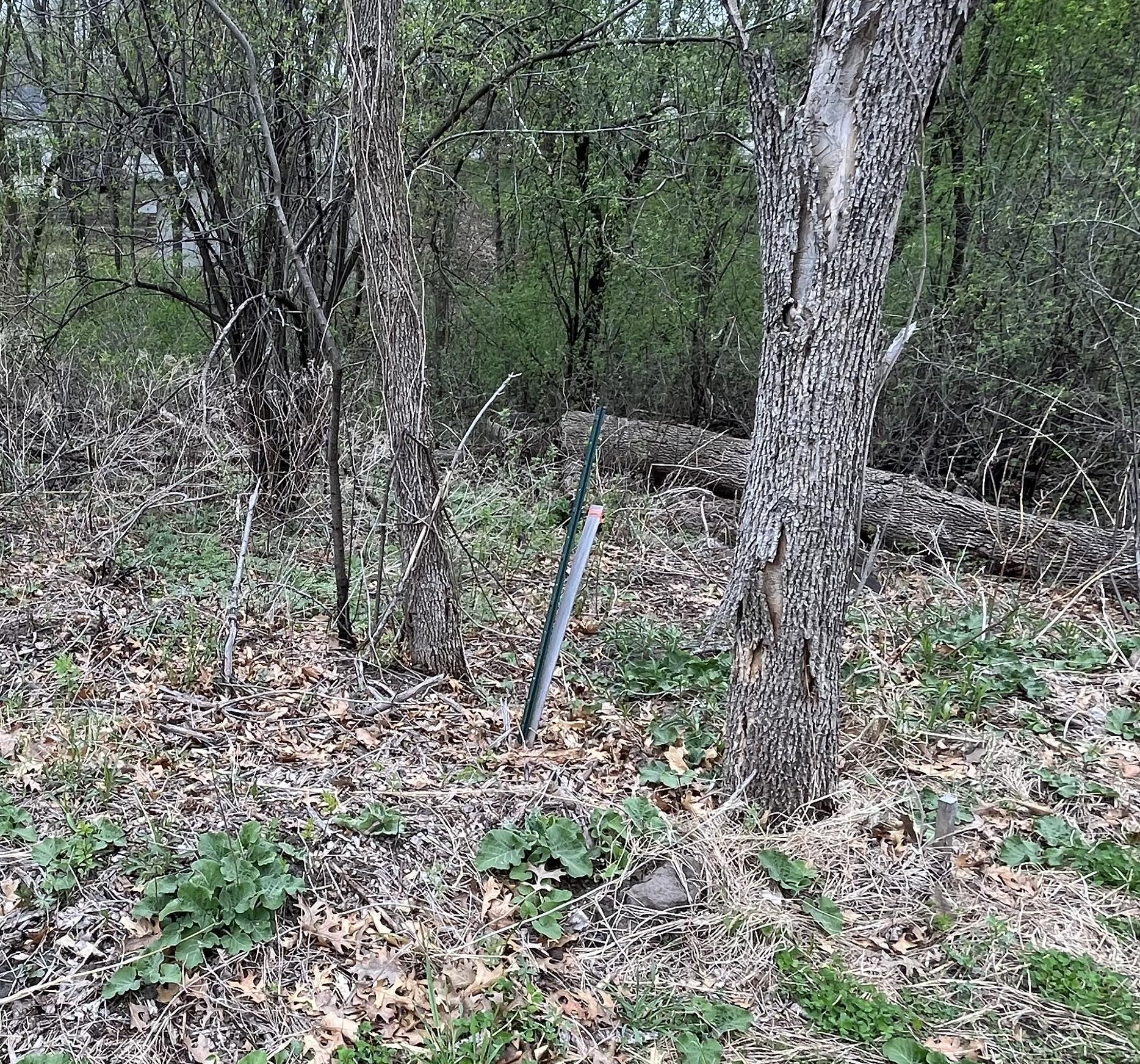 Property survey stake near NE corner of the lot. The area behind the fallen tree is the ravine/creek.