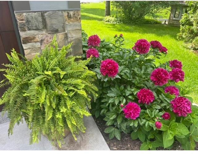 Landscaped designed for flowers all season-carefully placed outside windows. Perennials for ease- variety of hostas, flowering trees, hydrangeas, Lilly of the valley, iris, ferns, rhododendron, peonies, lilacs. See video for plantings around home.