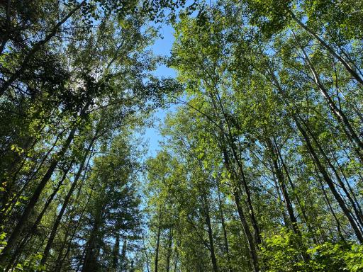 TBD Buck Dr., Bovey, MN 55709