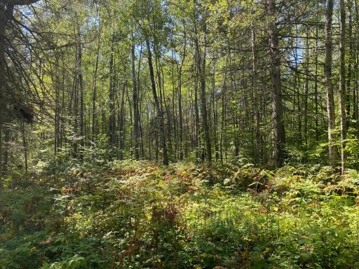 TBD Buck Dr., Bovey, MN 55709