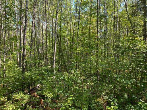 TBD Buck Dr., Bovey, MN 55709