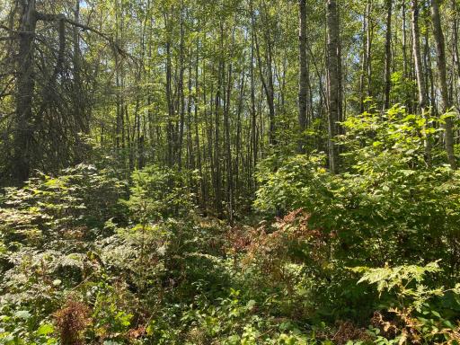 TBD Buck Dr., Bovey, MN 55709