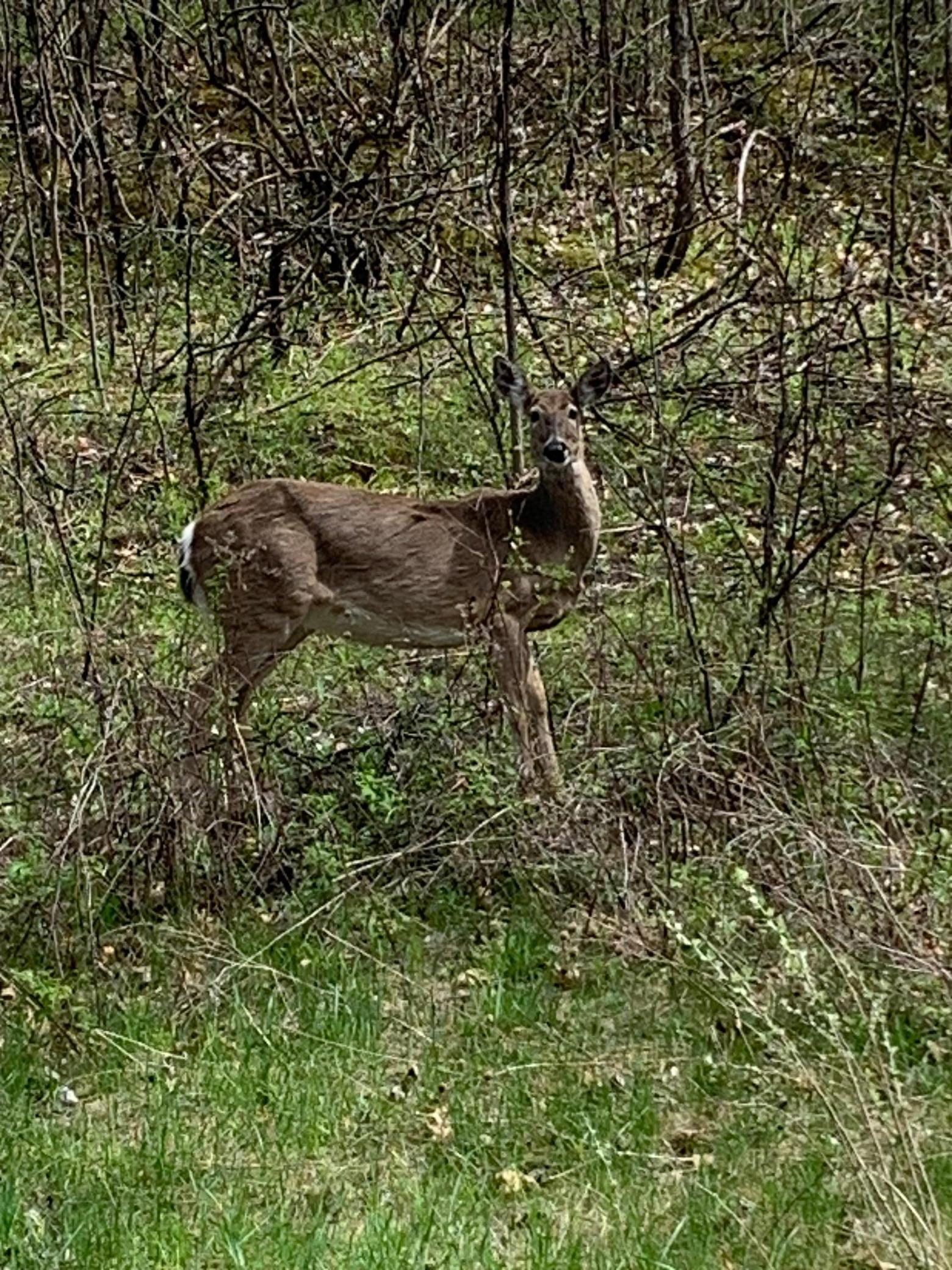 Always nice to see wildlife on a morning walk