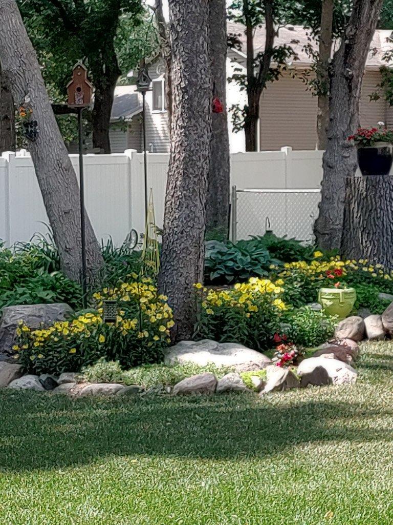 Backyard in Summer