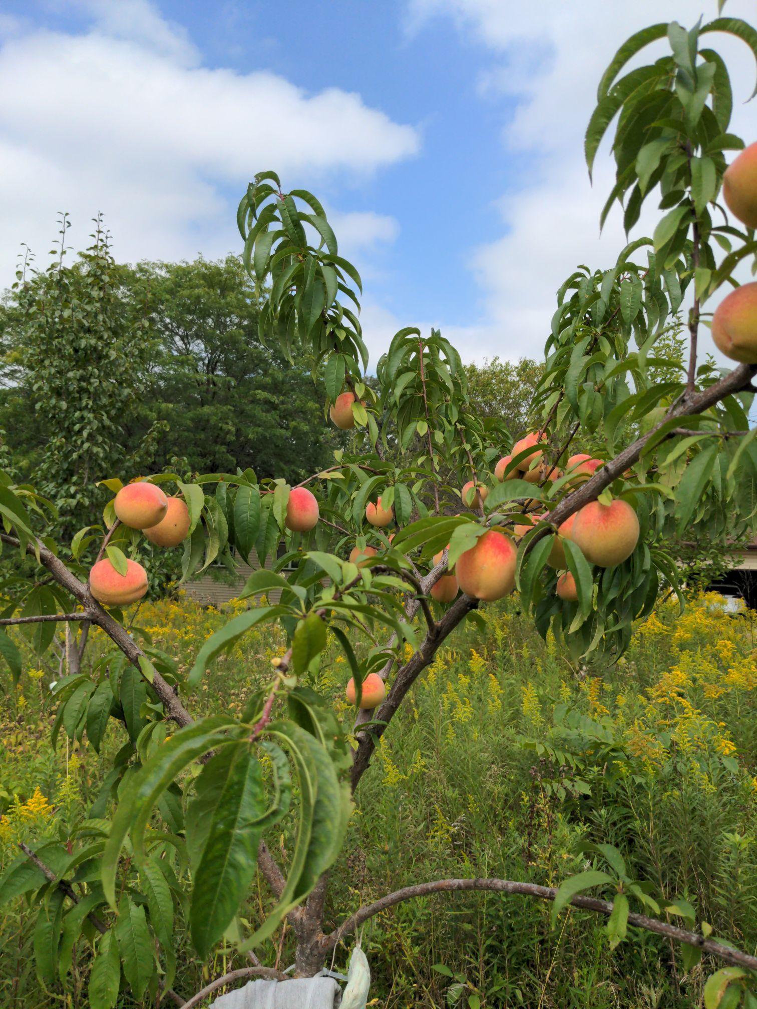 Fruit Trees