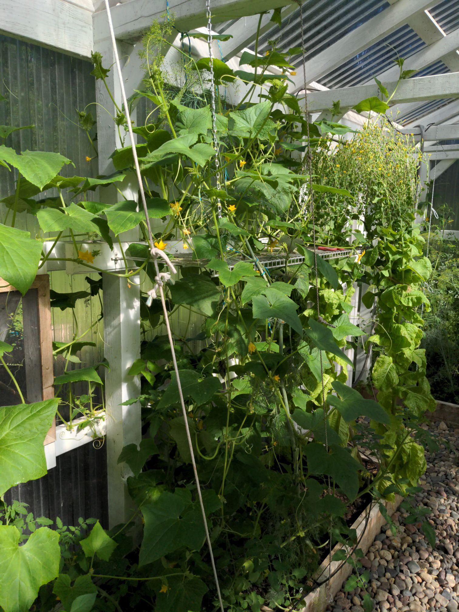 Greenhouse Interior