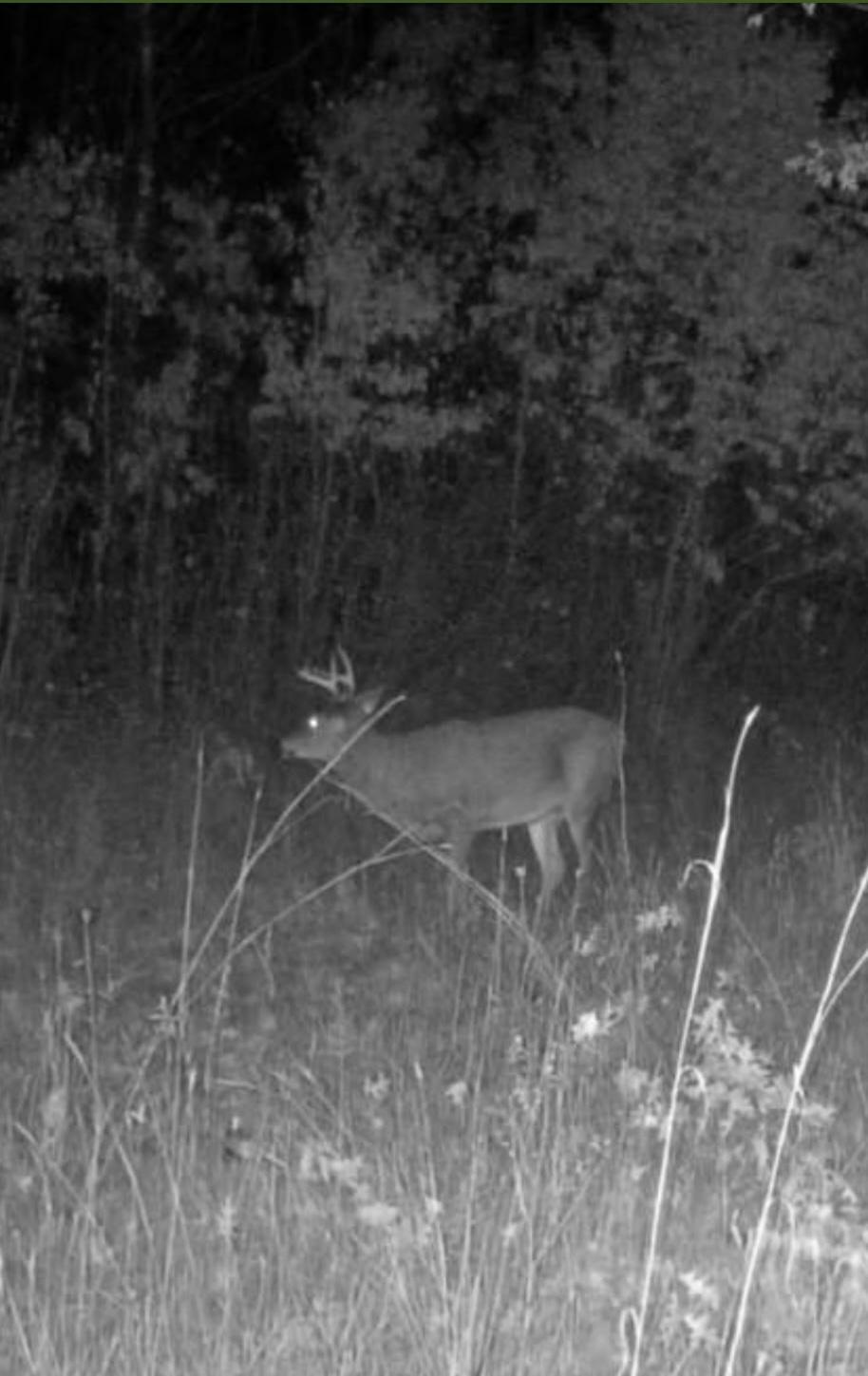 Game Camera Picture