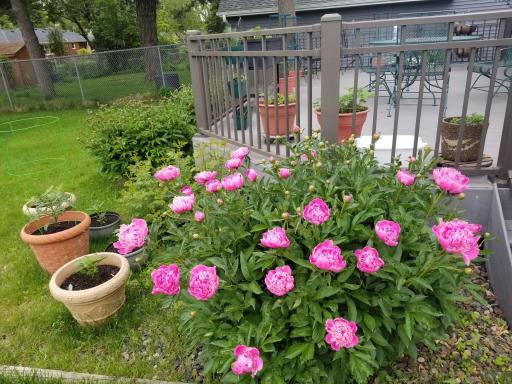 The yard is full of beautiful perennial plantings.
