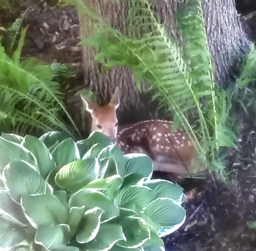 Open green space attracts more than just good views â keep an eye out for the neighborhood wildlife.