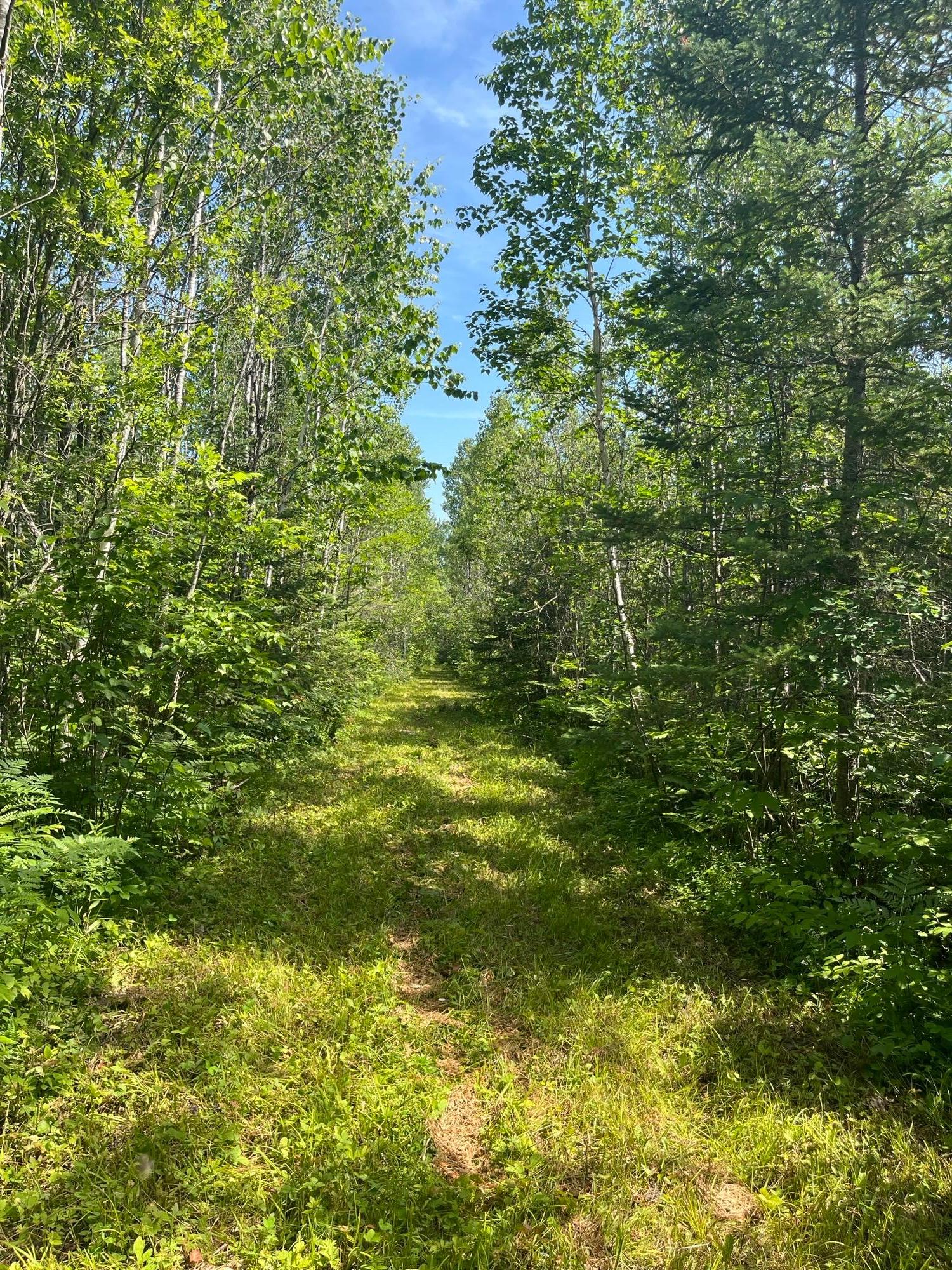 240 acres of lush, timbered hunting land complete with well-maintained trails