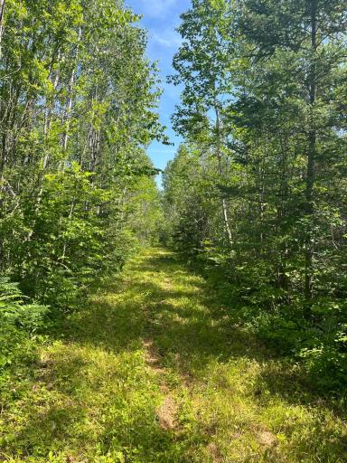 240 acres of lush, timbered hunting land complete with well-maintained trails