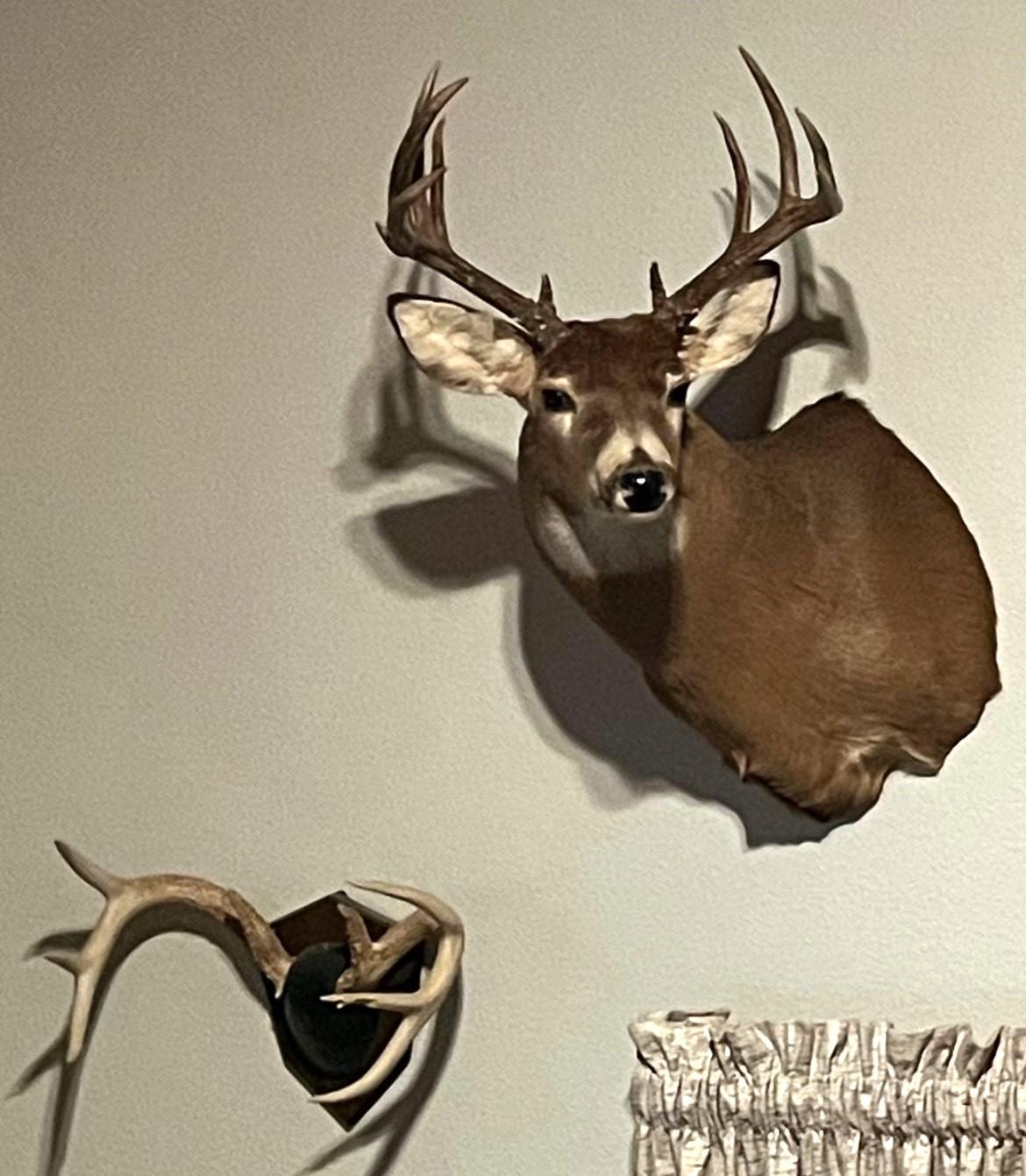 Picture from seller of deer harvested off of property