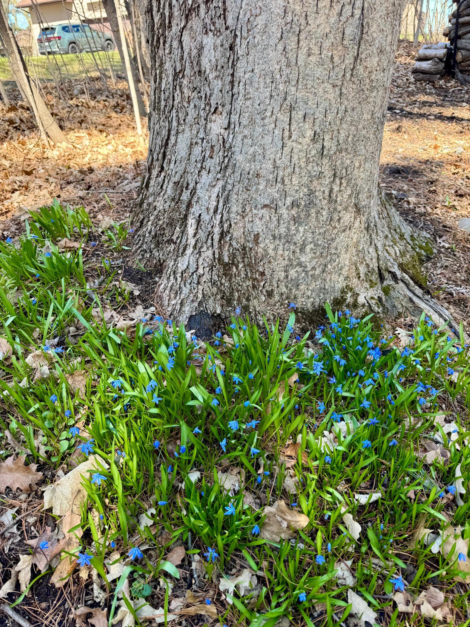 Mature Trees Throughout The Property Makes This One Simply Amazing!
