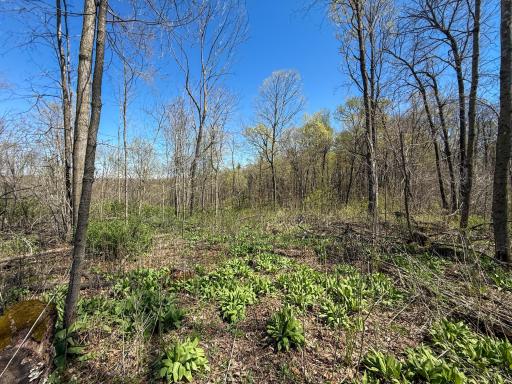 tbd Tierney Drive, Saint Charles, MN 55910