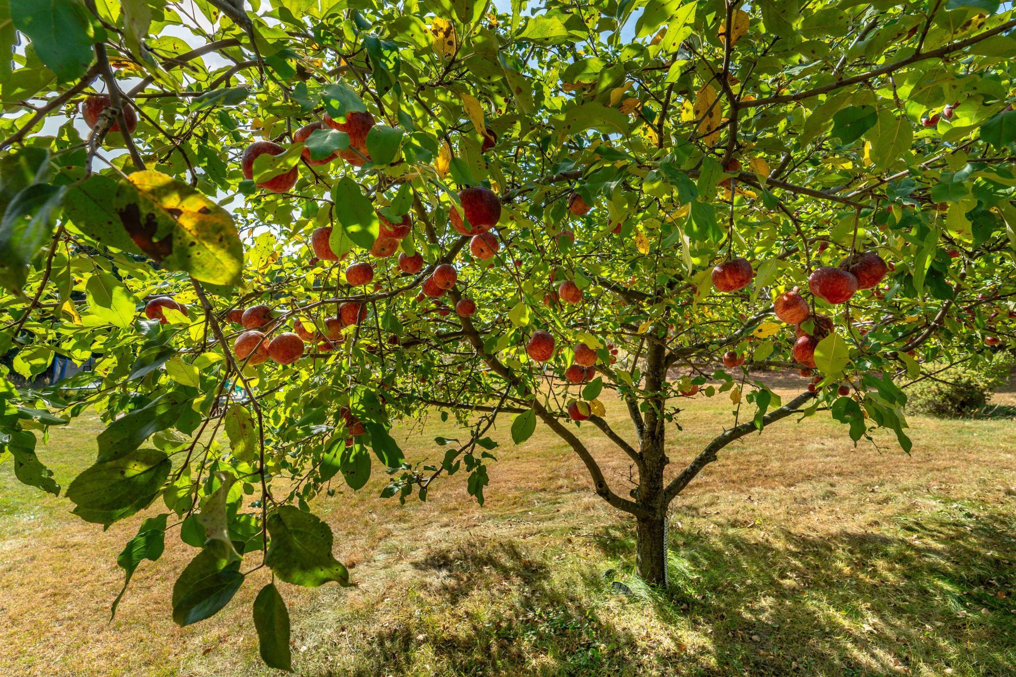 22939 510th Ave Henning-130.jpg