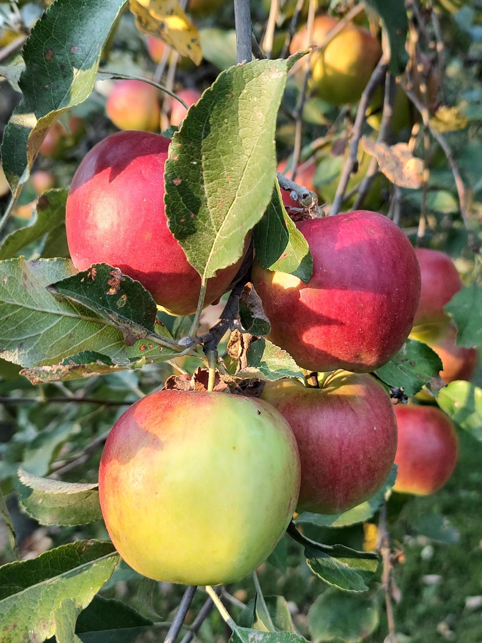 Apple trees on property