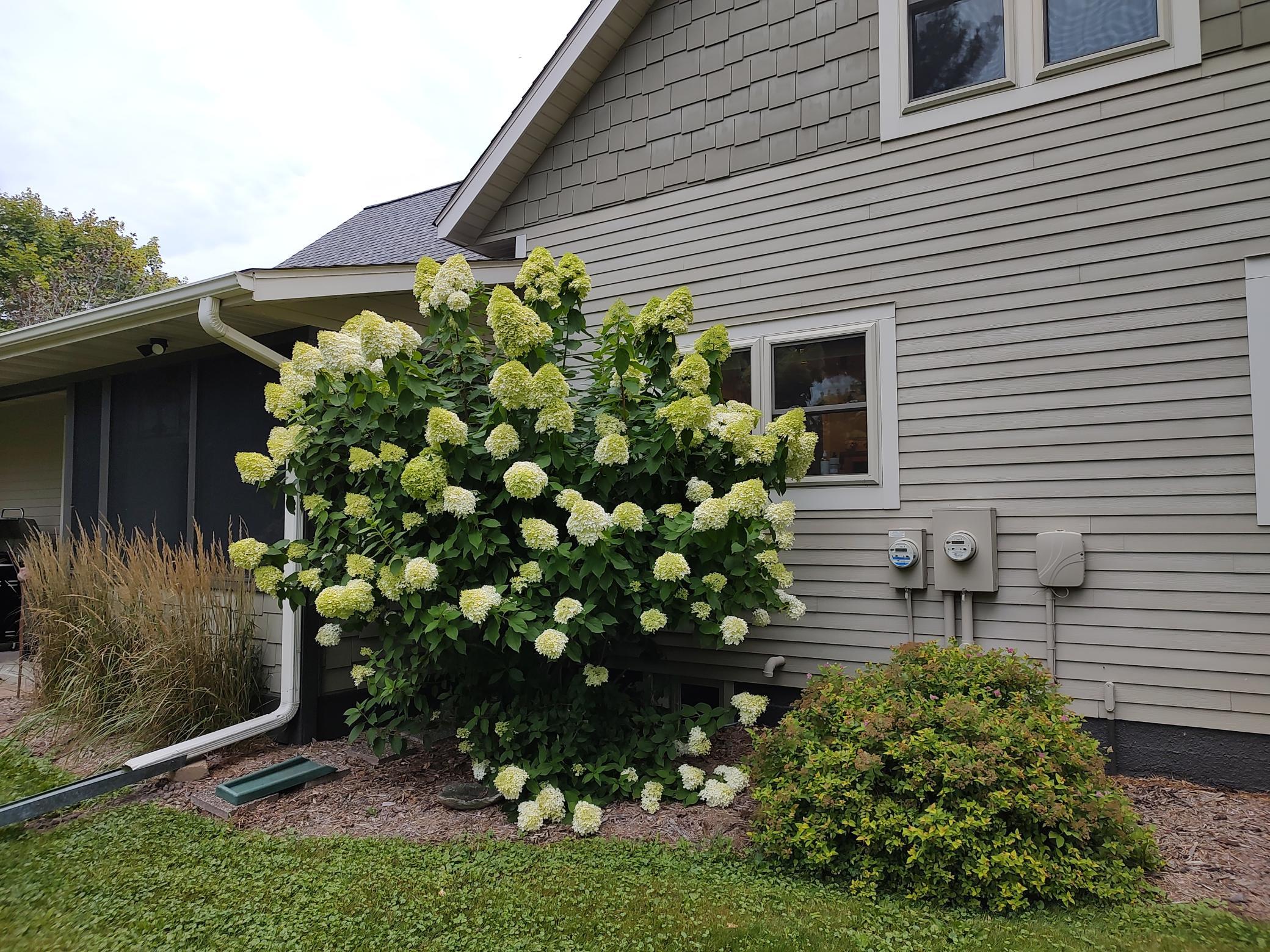 Beautiful hydrangeea