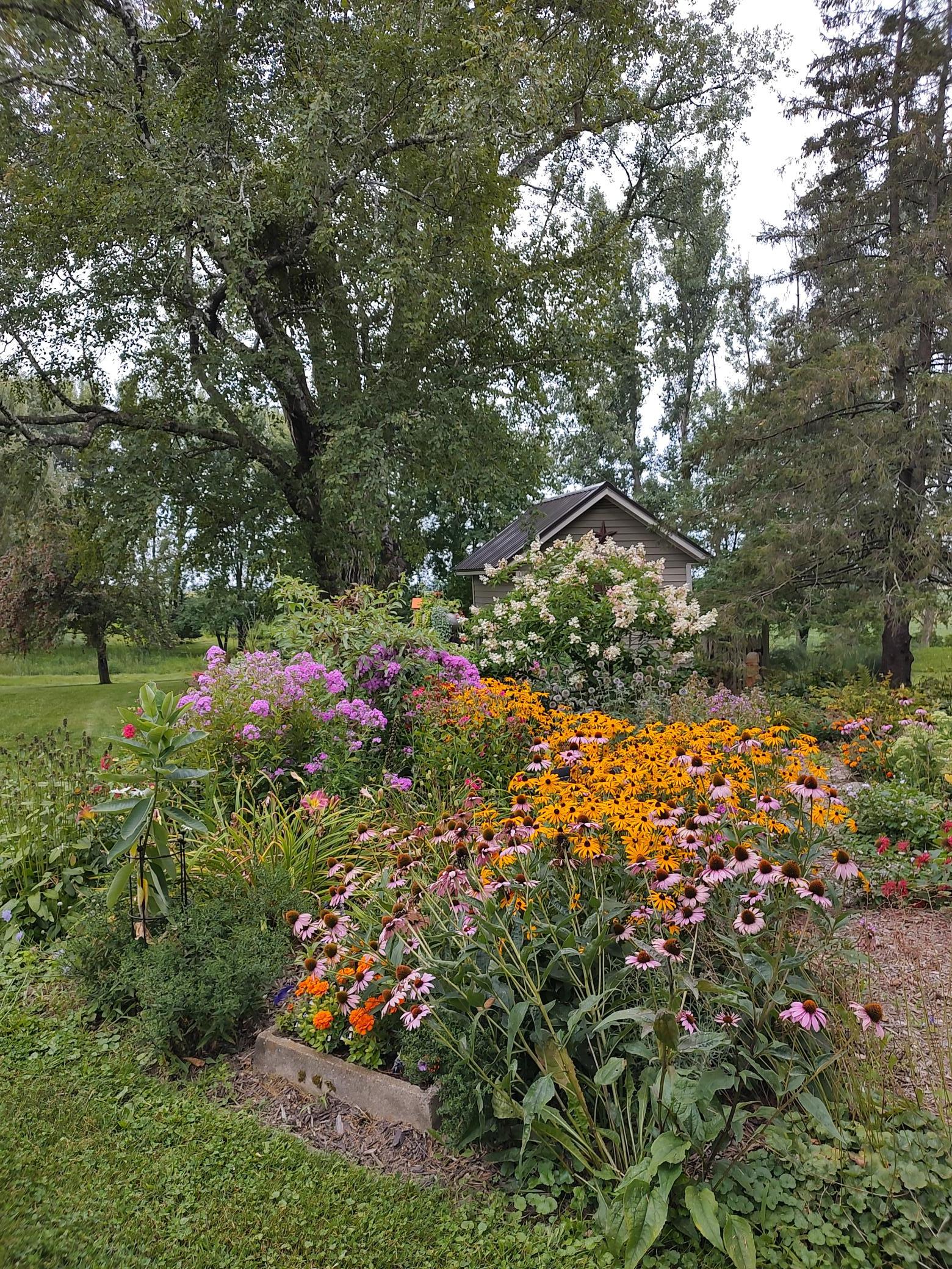 Late summer blooms