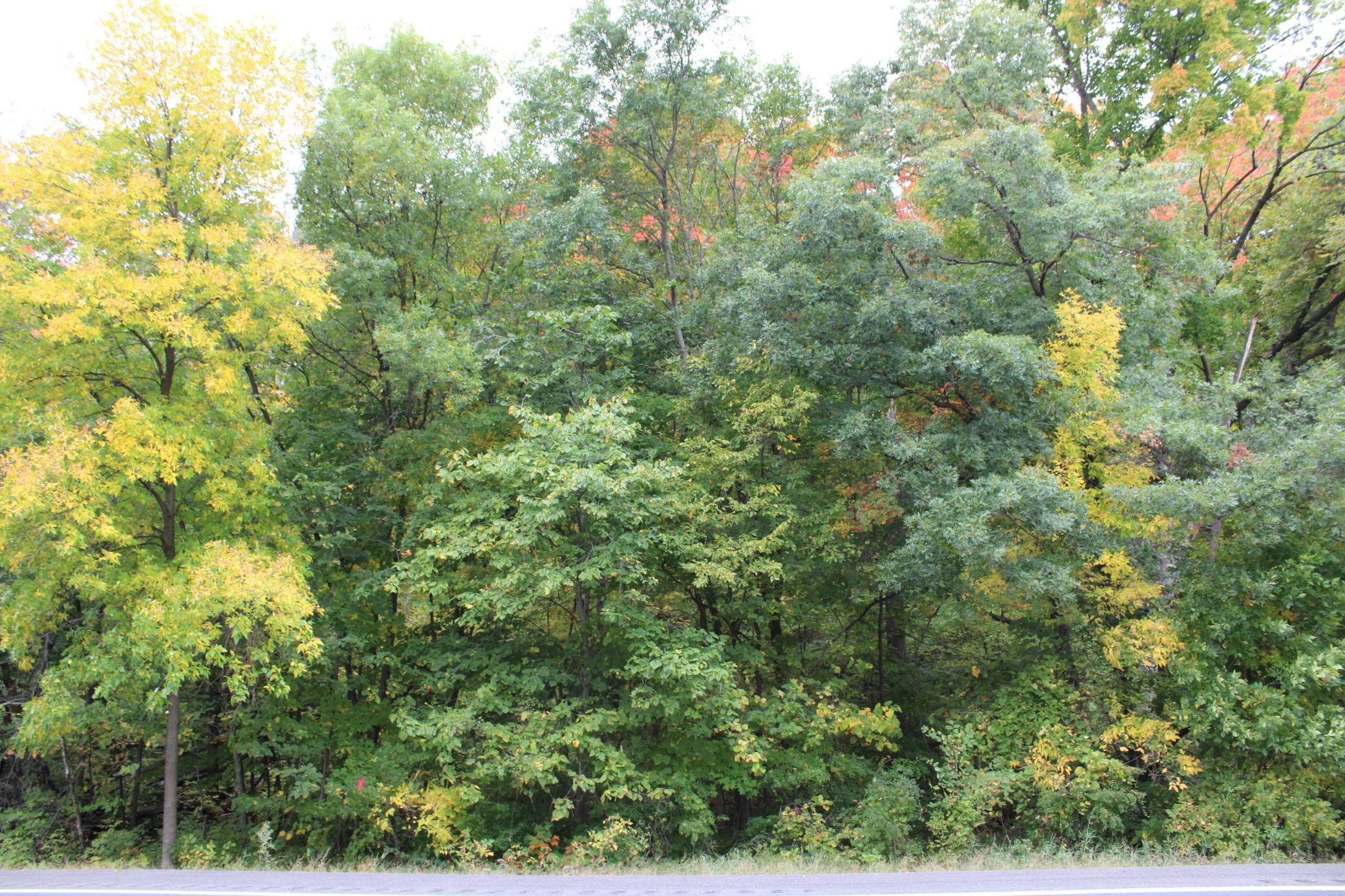 Early Fall photo of the foliage