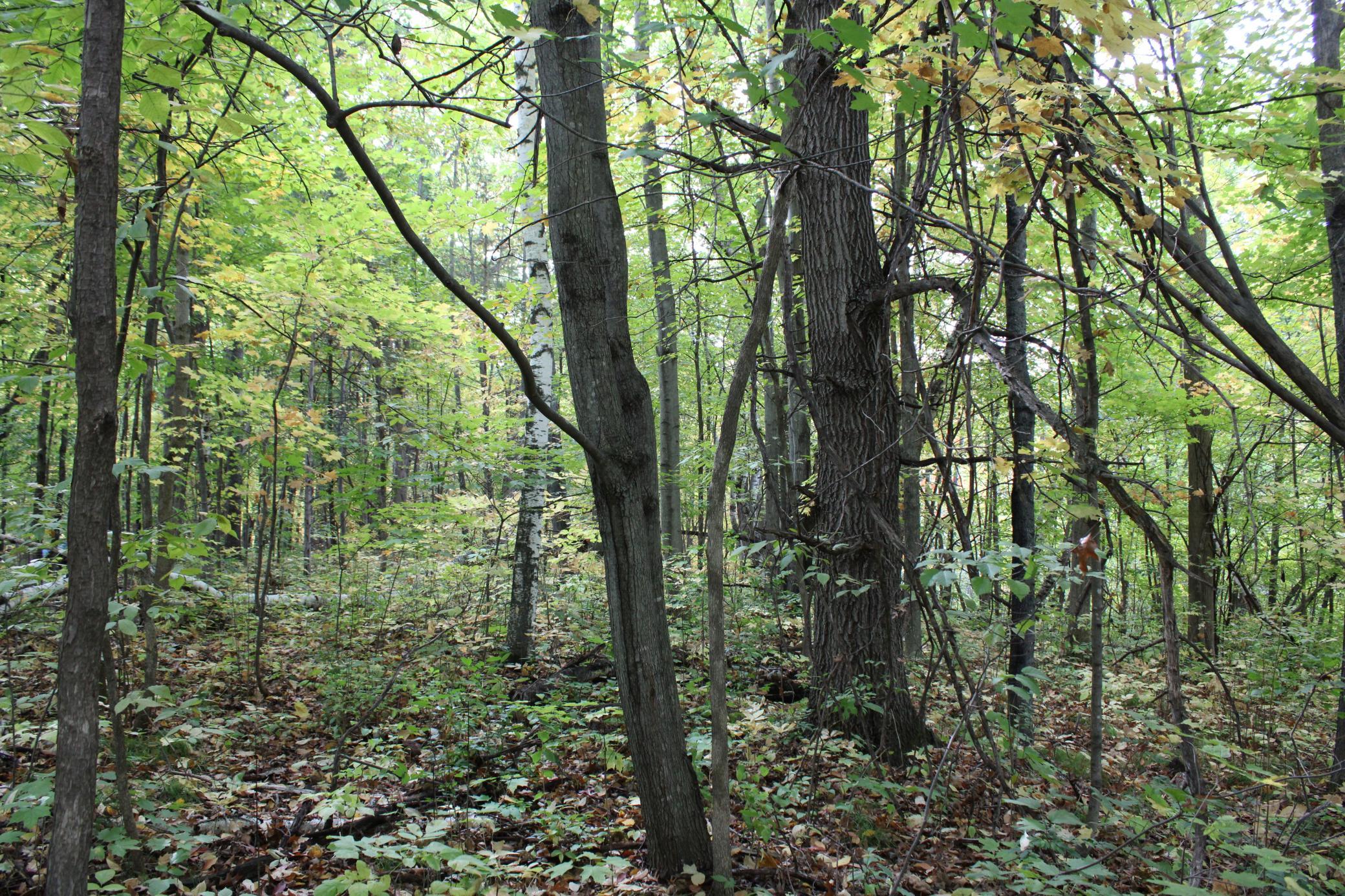 Vacant Lot on Locust Lane