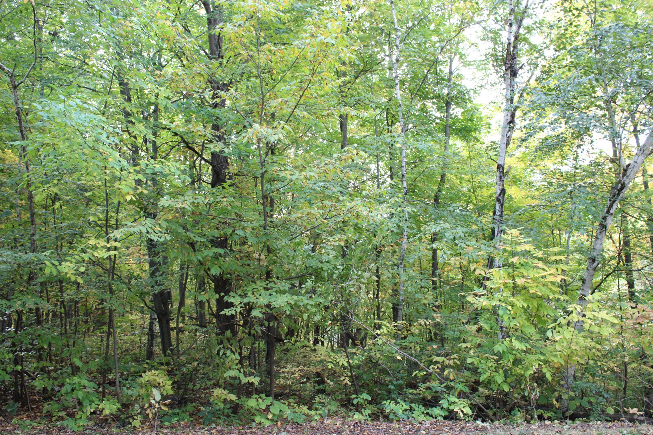 Nicely Wooded Lot on Locust Lane