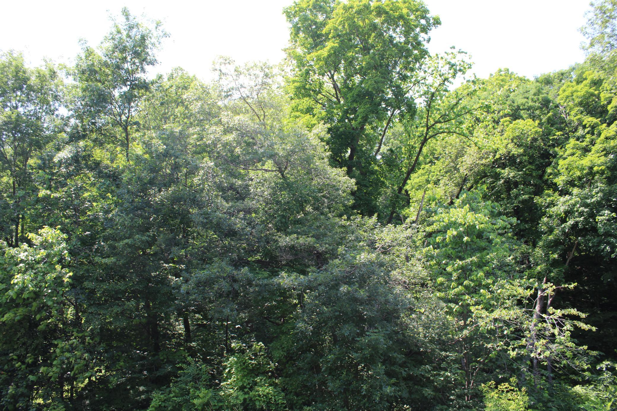 Dense Wooded Property