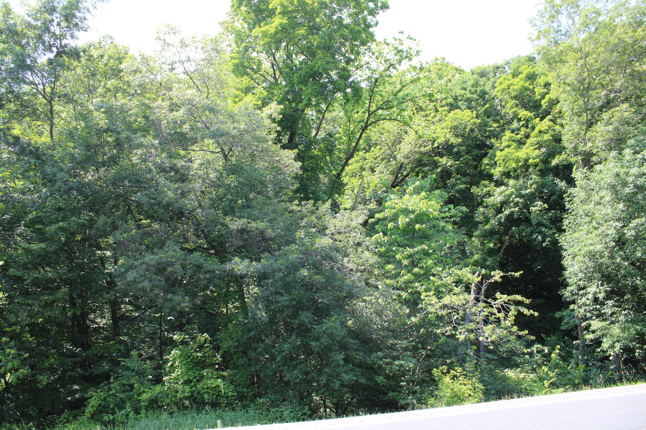 Dense Woods on all Parcels