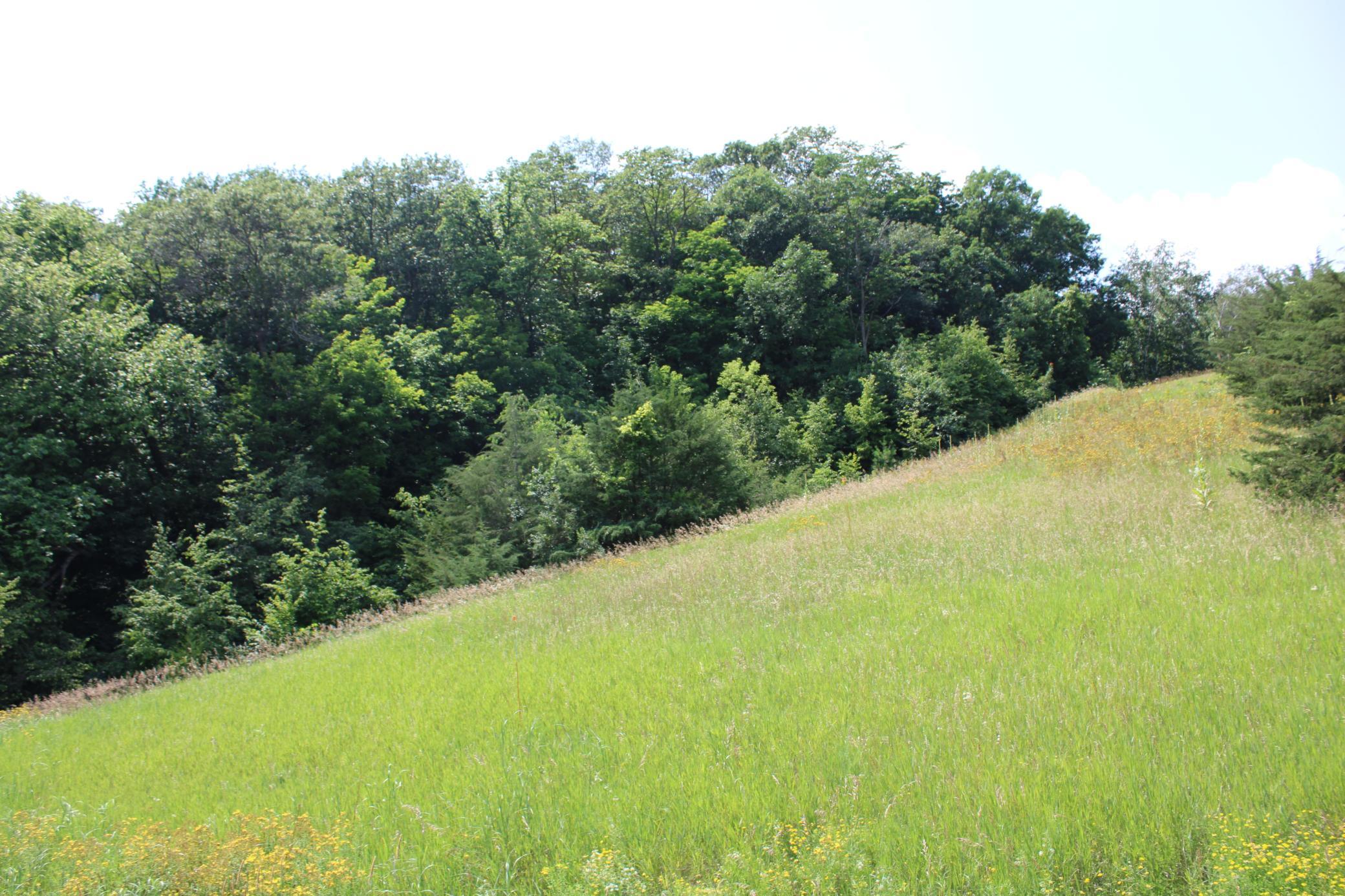 Wooded NE corner of Property