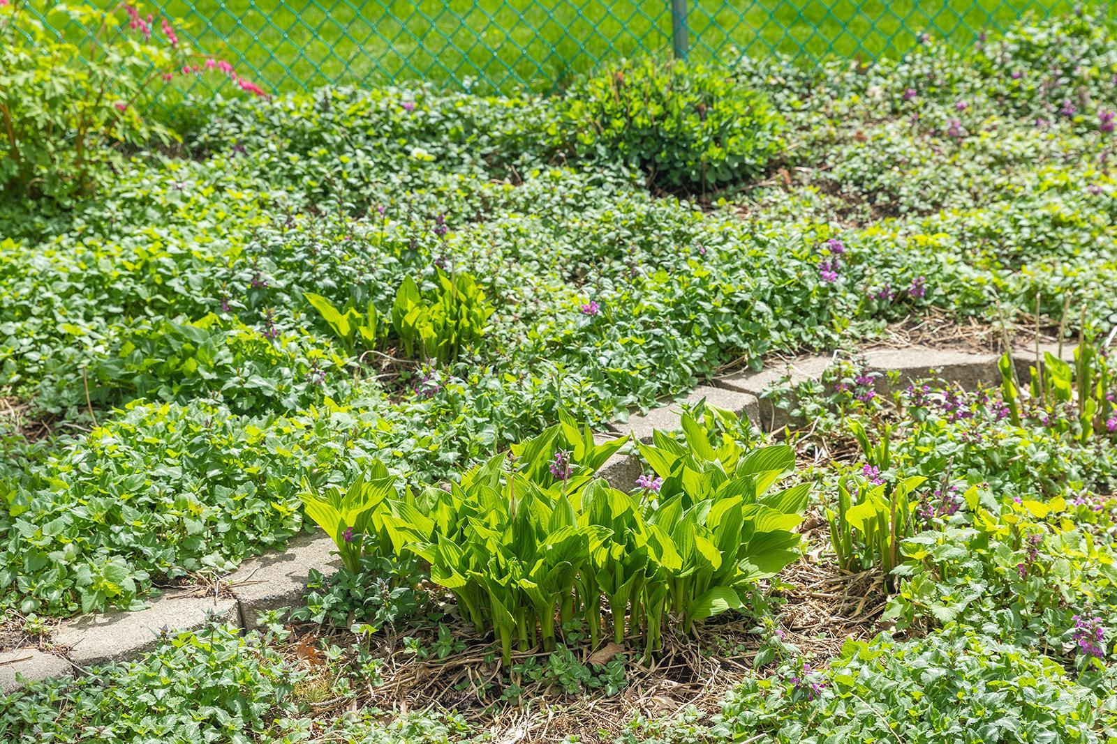 More perennial gardens